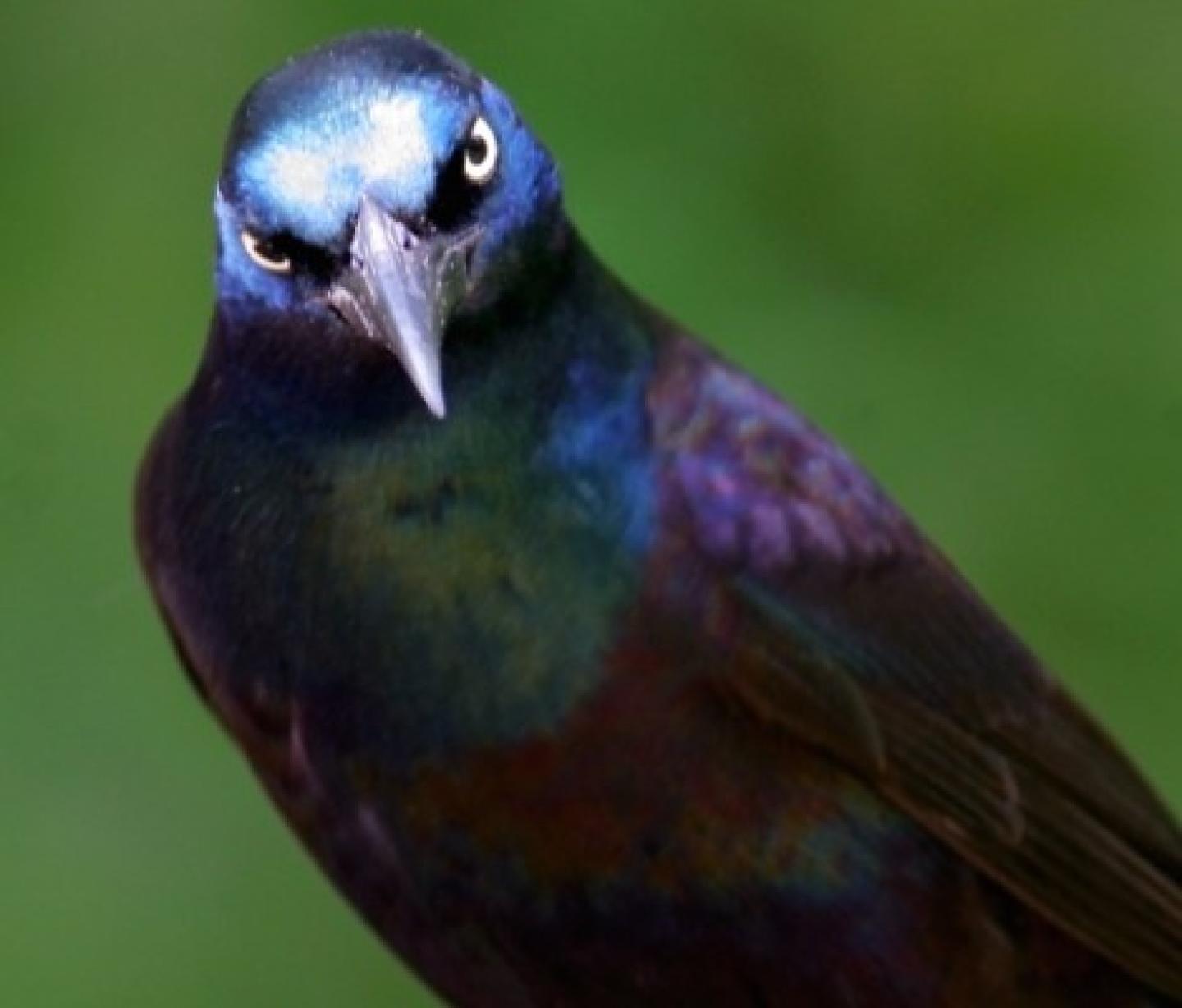grackle grackle