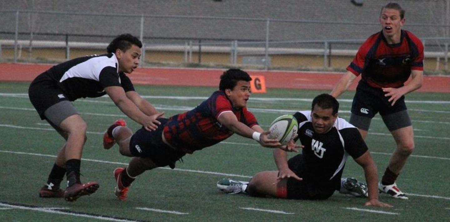 herrimanTomasi Tonga herrimanTomasi Tonga