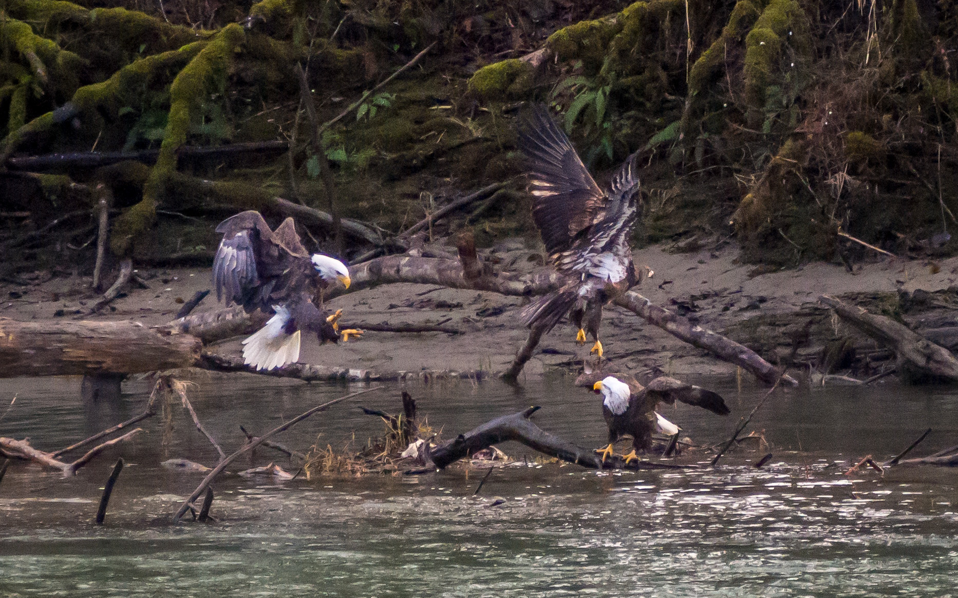 Bald Eagles on the Skagit River. Photo Washington Trails Association.