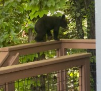 Here's the bear cub.