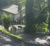 Mama bear is out of the car and back to the woods.