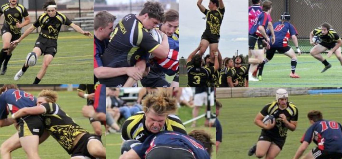 monarch collage monarch collage